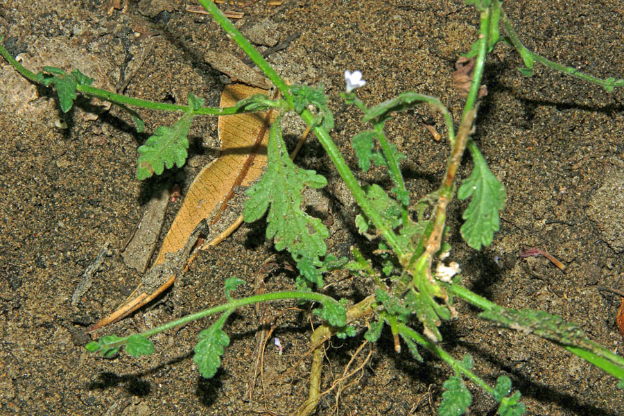 Sardegna - Verbena officinalis